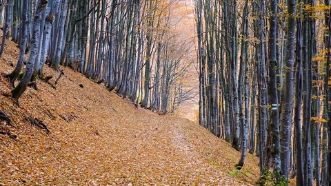 Autumn forest with leaves falling down in slow motion. Brilliant fall colors  Stock Footage 121414842