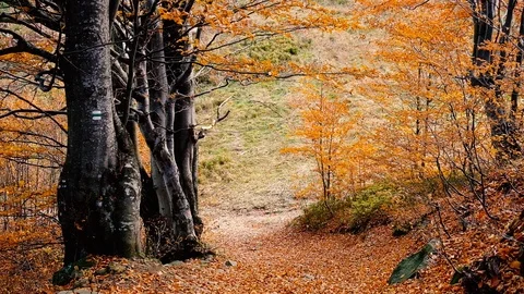 Autumn forest with leaves falling down in slow motion. Brilliant fall colors  Stock Footage 121414888
