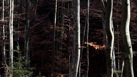 Autumn forest with leaves falling down in slow motion. Brilliant fall colors  Stock Footage 121414893