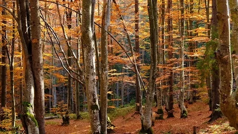 Autumn forest with leaves falling down in slow motion. Brilliant fall colors  Stock Footage 122425533