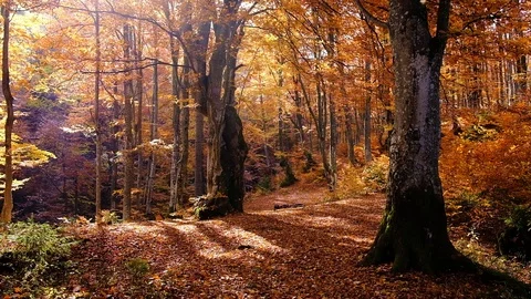 Autumn forest with leaves falling down in slow motion. Brilliant fall colors  Stock Footage 122425534