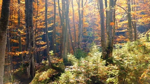 Autumn forest with leaves falling down in slow motion. Brilliant fall colors  Stock Footage 122425535