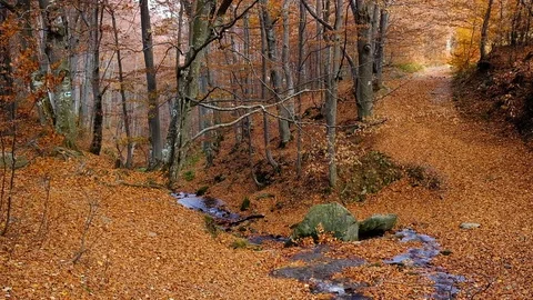 Autumn forest with leaves falling down in slow motion. Brilliant fall colors  Stock Footage 122425546