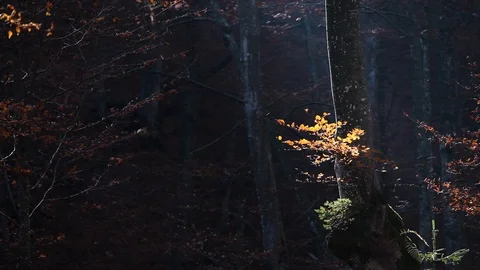 Autumn forest with leaves falling down in slow motion. Brilliant fall colors  Stock Footage 122425571