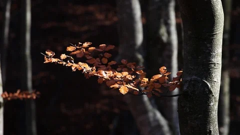 Autumn forest with leaves falling down in slow motion. Brilliant fall colors  Stock Footage 122425575