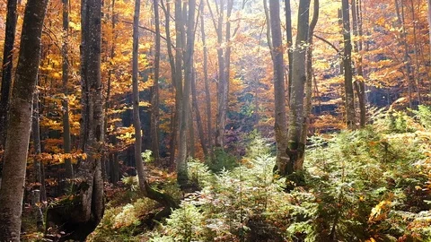 Autumn forest with leaves falling down in slow motion. Brilliant fall colors  Stock Footage 127510599