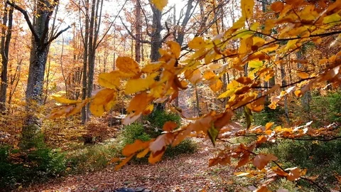 Autumn forest with leaves falling down in slow motion. Brilliant fall colors  Stock Footage 127510601
