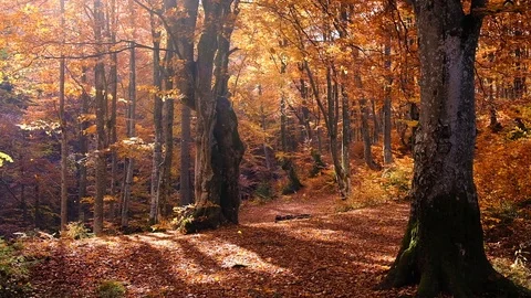 Autumn forest with leaves falling down in slow motion. Brilliant fall colors  Stock Footage 127510625
