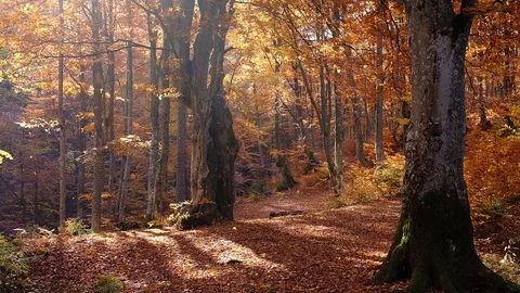 Autumn forest with leaves falling down in slow motion. Brilliant fall colors  Stock Footage 129363918