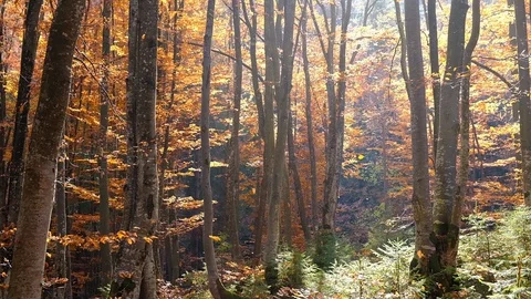 Autumn forest with leaves falling down in slow motion. Brilliant fall colors  Stock Footage 129363933