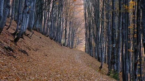 Autumn forest with leaves falling down in slow motion. Brilliant fall colors  Stock Footage 129363942