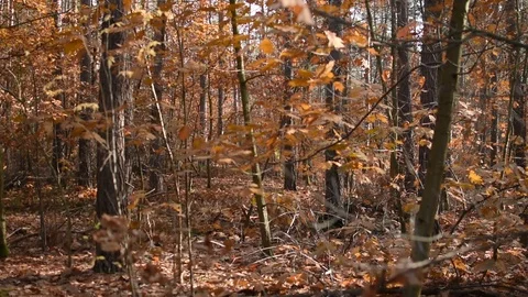Autumn forest with leaves falling 스톡 동영상 97977094