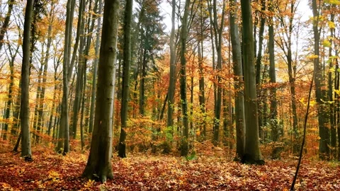 Autumn forest with leaves falling with the wind Stock Footage 137450718