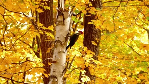 Autumn Forest Leaves Stock Footage 310863626