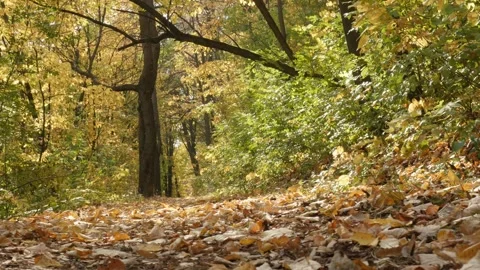 Autumn forest with leaves over the path 4K pan video Stock Footage 98992759