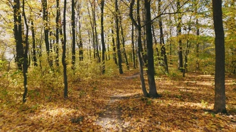 Autumn forest lit by the rays of the sun Stock Footage 230014598