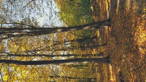 Autumn forest lit by the rays of the sun Stock Footage 230508404