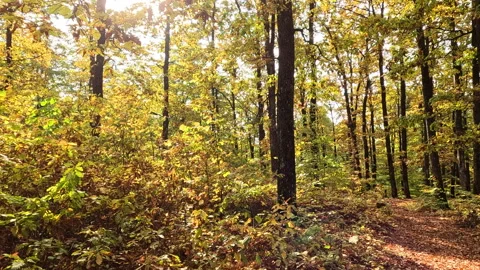 Autumn forest lit by the rays of the sun and a slight wind blows. Video stock 231996559