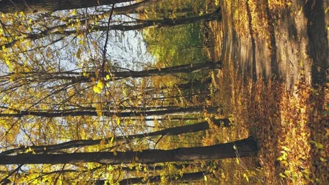 Autumn forest lit by the rays of the sun Stock Footage 233378043