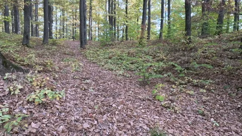 Autumn forest lit by the rays of the sun and a slight wind blows. Video stock 254387199