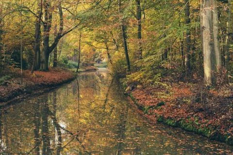 Autumn forest with little river. Stock Photos