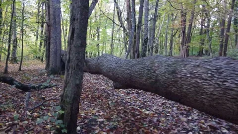 Autumn Forest Log Stock Footage 149187490
