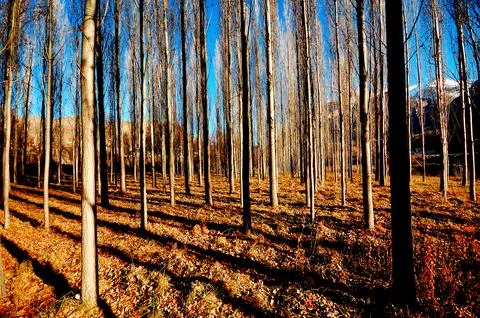 Autumn Forest with Long Tree Shadows Stock Photos