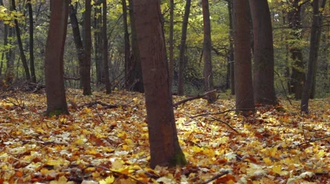Autumn forest with many small fly swirl wildy Stock-Footage 45097950