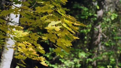 Autumn in the forest, maple branches with yellow leaves in the. Stock Footage 336556211