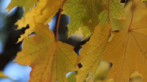 Autumn forest, maple leaves close-up. Stock Footage 68700907