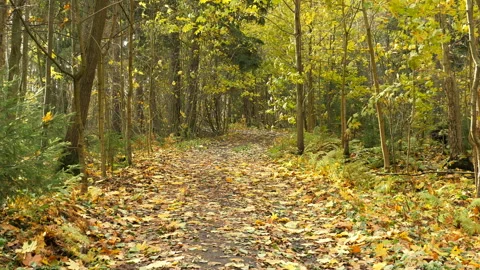 Autumn forest maple leaves falling Stock Footage 149314608