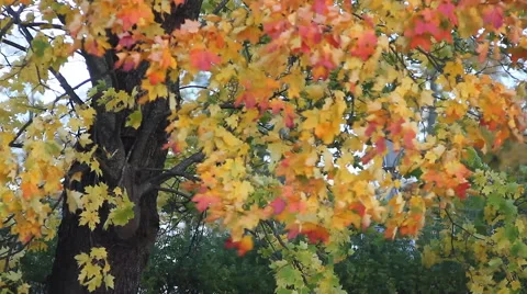Autumn forest. Maple tree with yellow and orange leaves. Stock Footage 68701255