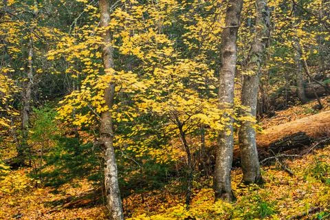 Autumn Forest Maple Tree with Yellow Leaves Stock Photos