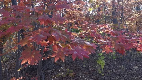 Autumn forest with maple trees with red leaves. 库存影片 118098590