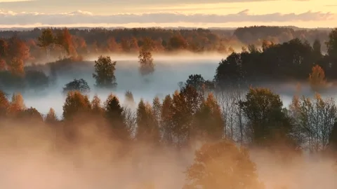 Autumn forest in mist Stock Footage 288497742