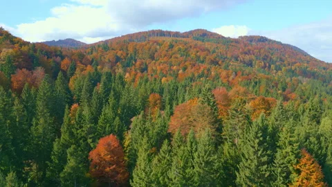Autumn Forest with Mountain Ridge and Fall Colors 2 Stock-Footage 319915083