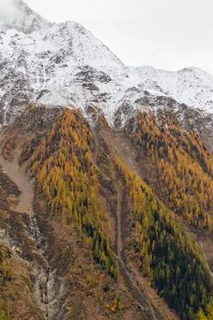 Autumn forest mountain snowcapped scenery. Foto stock