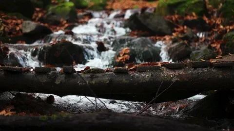 Autumn in the forest mountain stream. Beautiful autumn forest, rocks covered Stock Footage 90834945