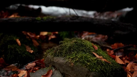 Autumn in the forest mountain stream. Beautiful autumn forest, rocks covered Stock Footage 90835009