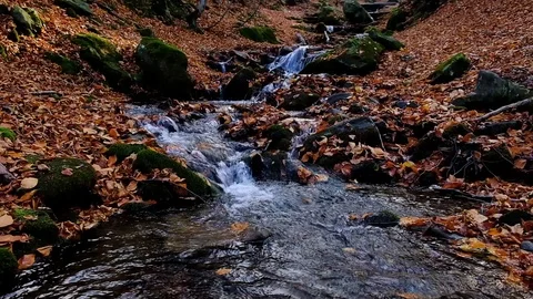 Autumn in the forest mountain stream. Beautiful autumn forest, rocks covered  Stock Footage 120793009