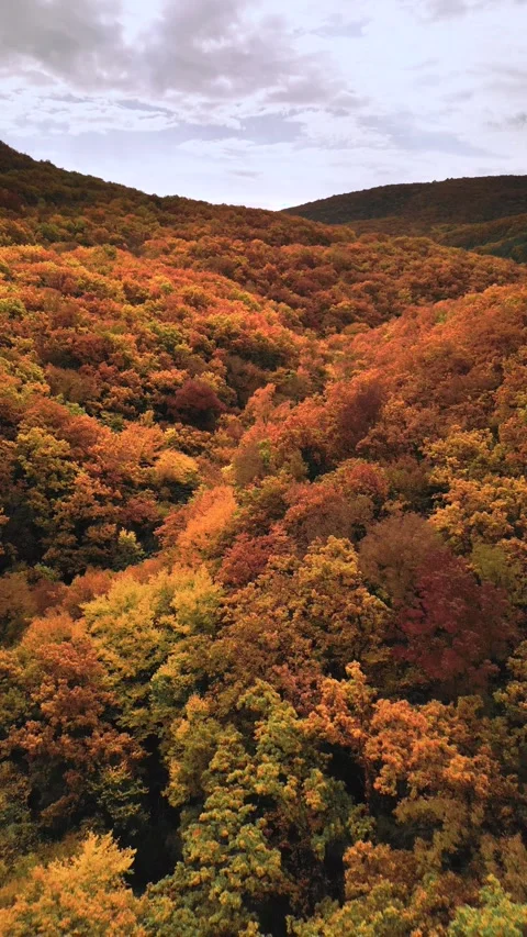Autumn forest in the mountains Stock Footage 254187639