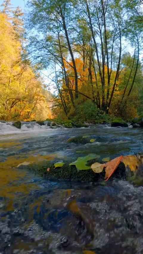 Autumn in the forest in mountains Stock Footage 274348112