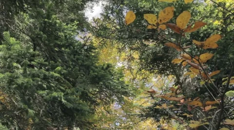 Autumn forest in the mountains with a low angle Stock Footage 58947892