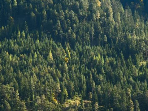Autumn Forest in the Mountains Stock Photos