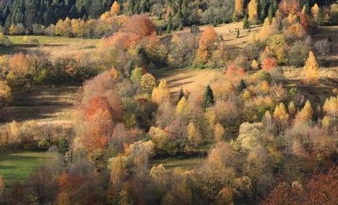 Autumn forest in mountains Stock Photos