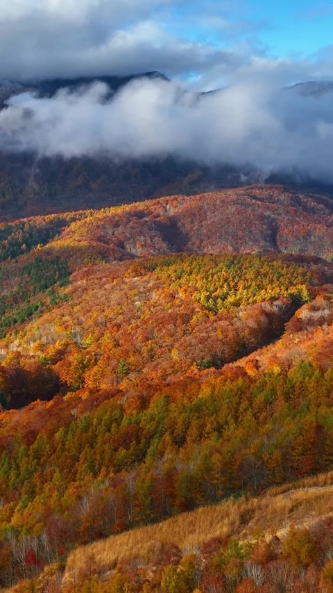 Autumn forest in the mountains at sunset vertical video of colourful autumn Stock Footage 277777674