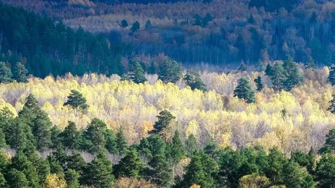 Autumn forest in the mountains. Timelapse. Shadows of clouds floating across the Stock Footage 73982011