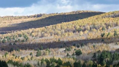 Autumn forest in the mountains. Timelapse. Shadows of clouds floating across the Vídeo Stock 73982596
