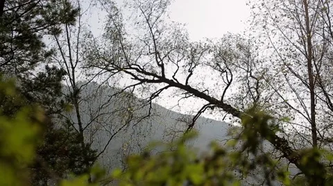 Autumn forest. Mountains. tree trunk Stock Footage 68085291