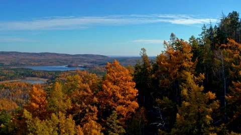 Autumn forest on the mountainside Stock Footage 173431502